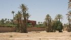 Rising temperatures threaten the survival of Morocco's palm groves