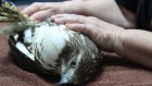 Raptor rehab: Moroccan facility rescues birds of prey and prepares them to return to the wild