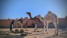 Climate change threatens Morocco's camels, and with them its cultural heritage