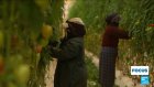 Inside the mega farms growing cheap Moroccan tomatoes