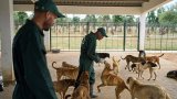 Trap, Neuter, Vaccinate, and Return, Morocco’s strategy to save stray dogs