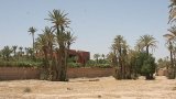 Rising temperatures threaten the survival of Morocco's palm groves