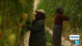 Inside the mega farms growing cheap Moroccan tomatoes